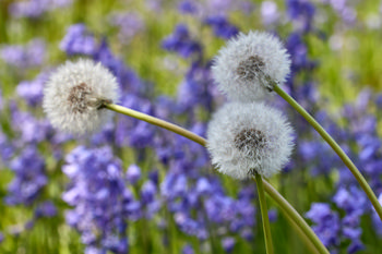 Dandelions amonst bluebells This macro photograph was taken in the early afternoon during spring and shows a close-up view of dandelions amongst a vibrant display of bluebells. The main subject is the plants, with the fluffy seed heads of the dandelions prominently featured against a backdrop of purple-blue flowers. The soft natural lighting typical of spring afternoons enhances the details and textures of both the dandelions and the bluebells, creating a rich botanical scene.